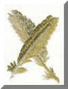 Feather.jpg (46842 octets)