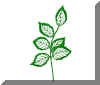 Feuilles_Anemone2.jpg (16169 octets)