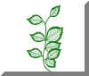 Feuilles_Anemone3vip.jpg (22298 octets)