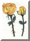 Rose2.jpg (17400 octets)