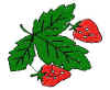 fraise.jpg (26861 octets)