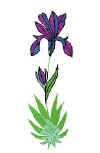 iris.jpg (18475 octets)